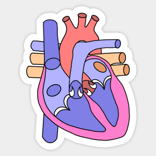 Anatomical Heart Sticker